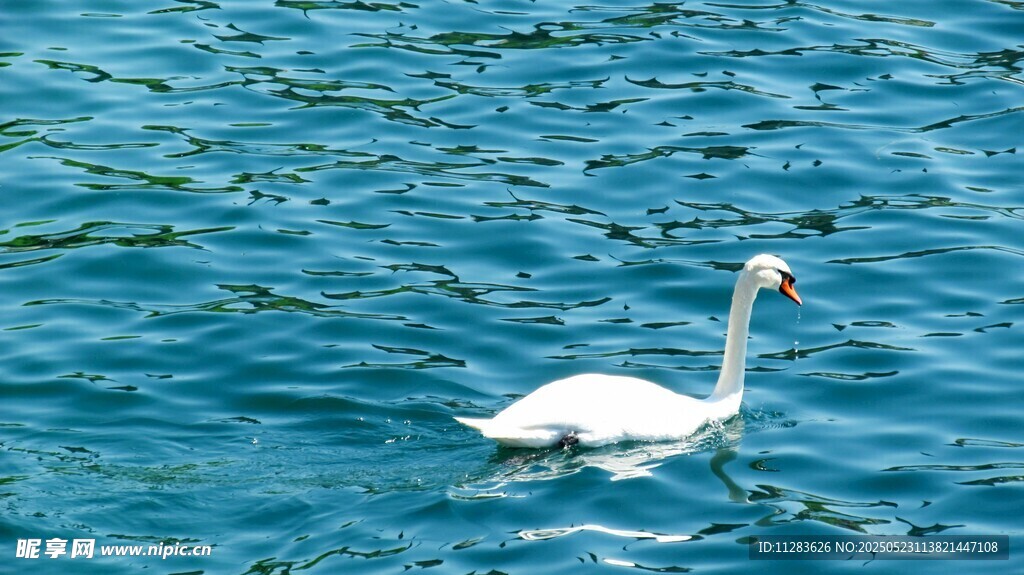 蓝水中的优雅白天鹅