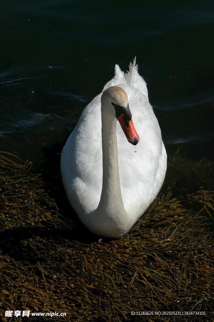 岸边优雅的白天鹅