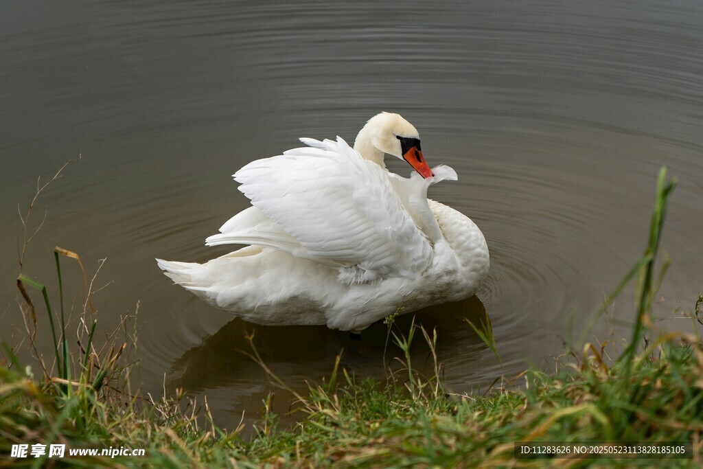 水中优雅白鹅