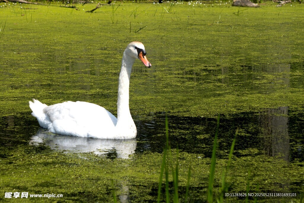 湖中游弋的优雅白天鹅