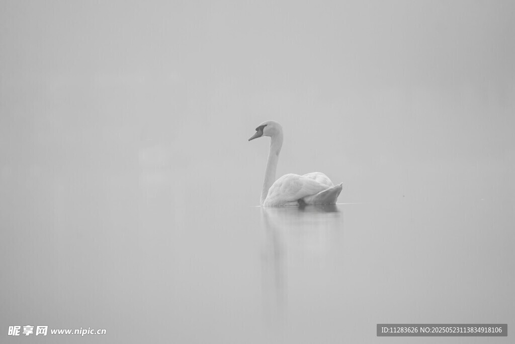雾中孤影的优雅白天鹅