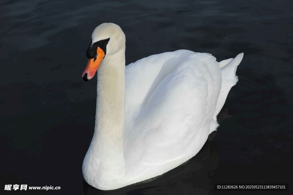 优雅天鹅于水面悠然游弋