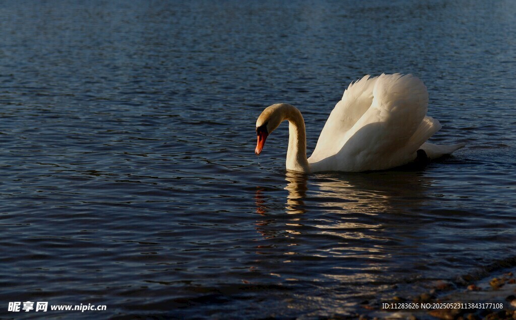 天鹅水中优雅觅食