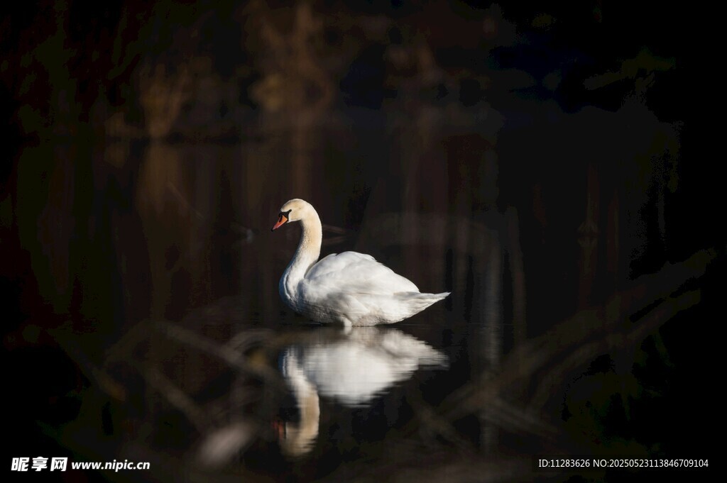 湖面上优雅的单只白天鹅