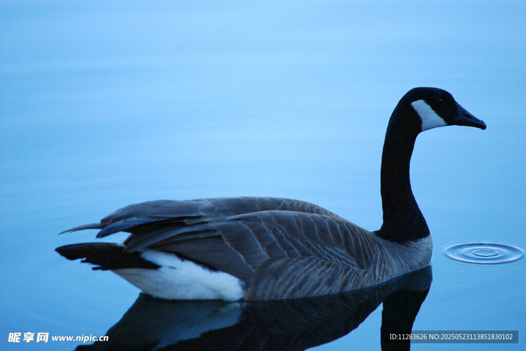 水中游弋的黑颈鹅