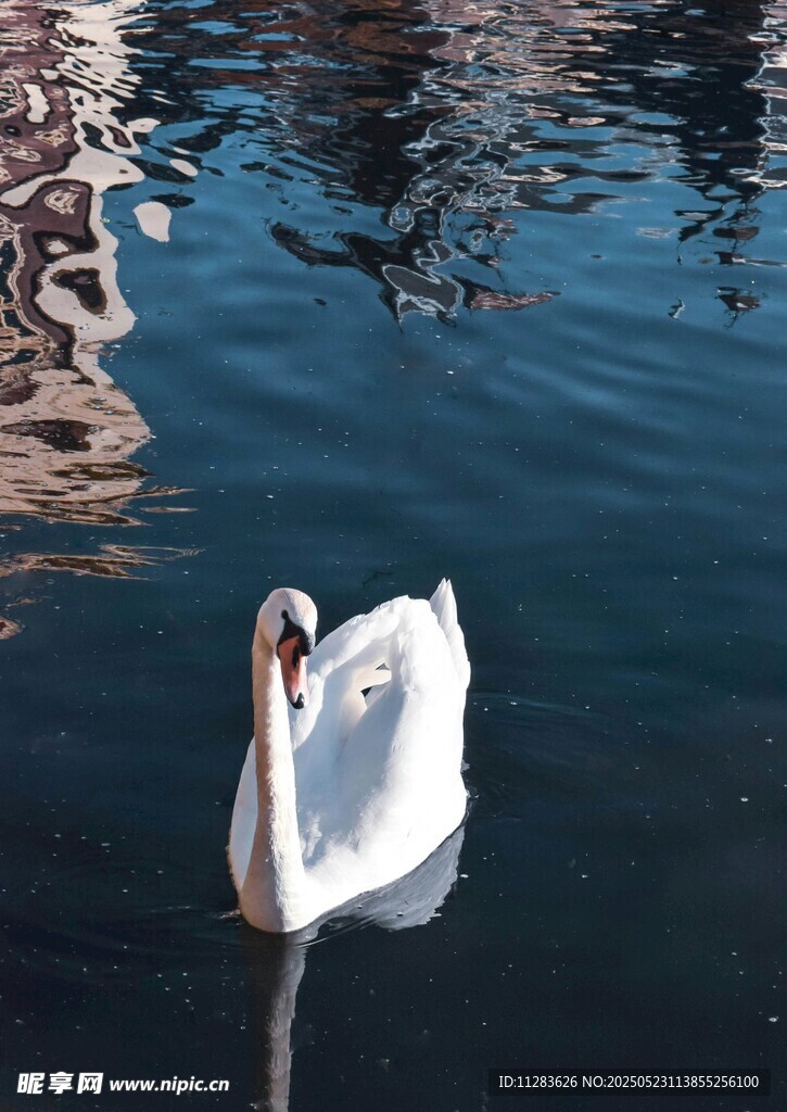 优雅天鹅游弋于碧波之上