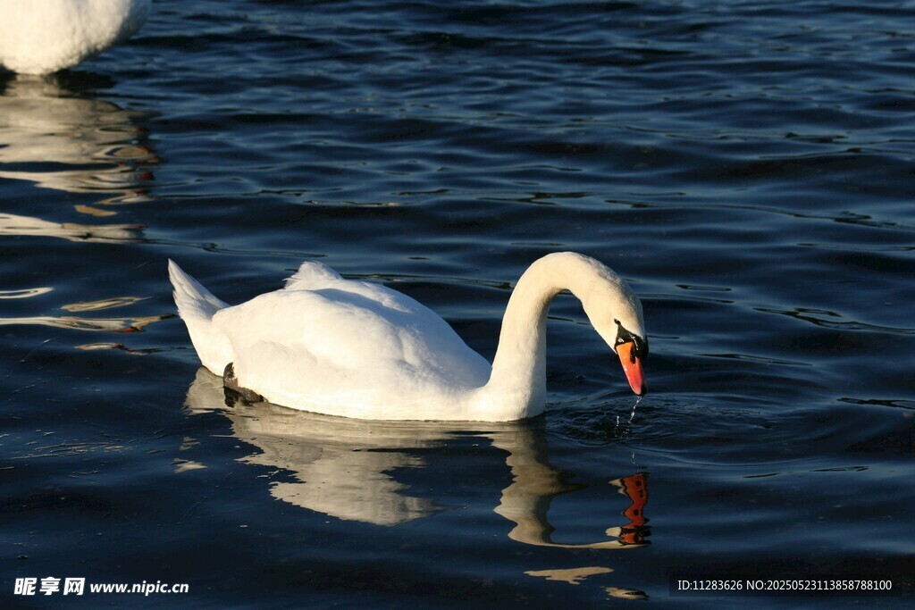优雅天鹅于水面悠然游动