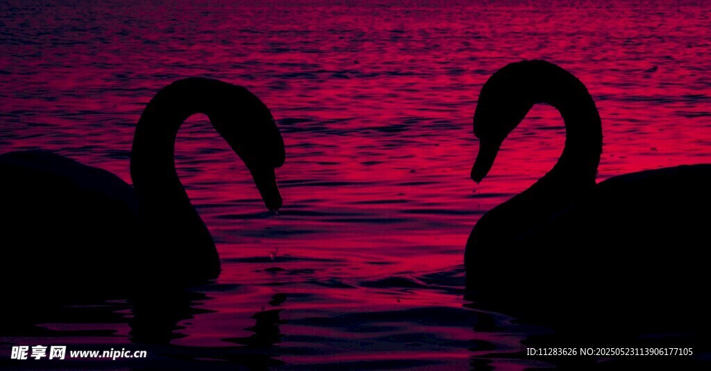 浪漫双天鹅于梦幻水面