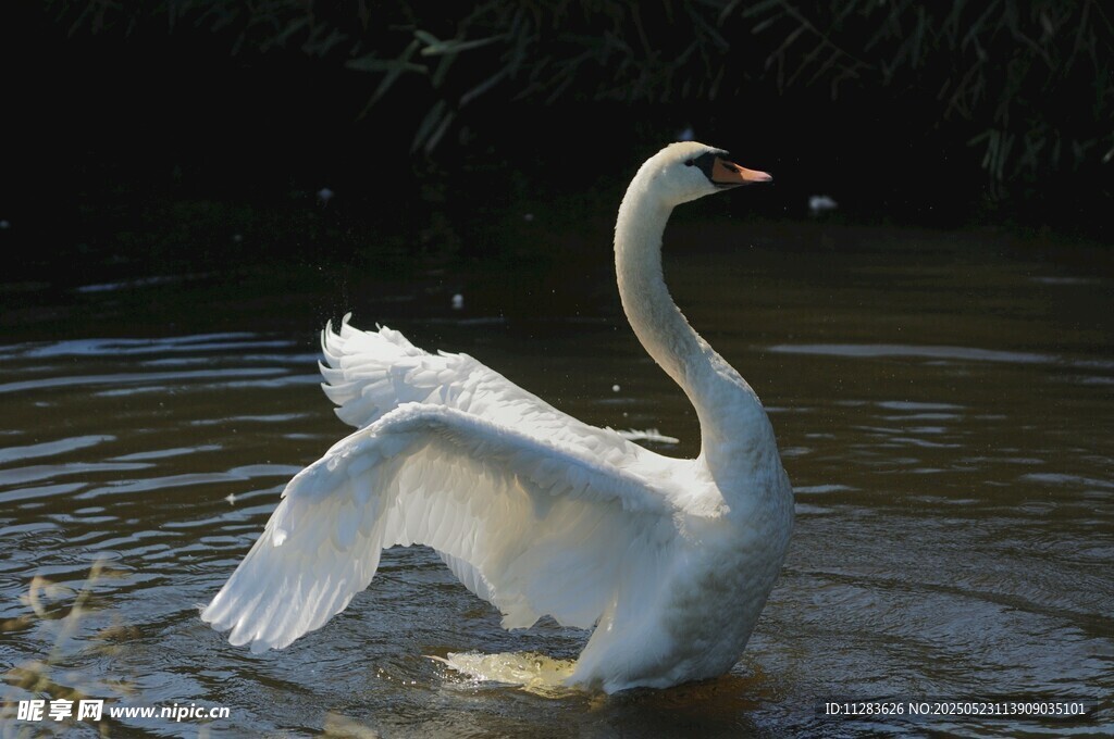 优雅天鹅水中展翅