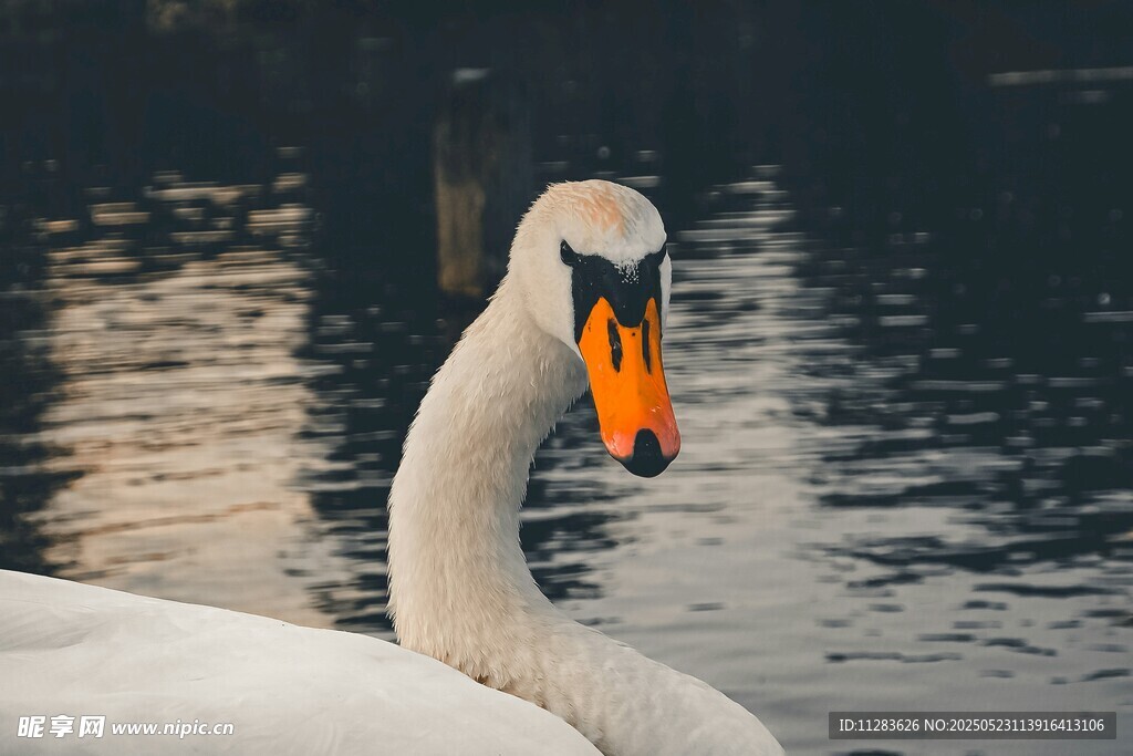优雅天鹅水中悠然自得
