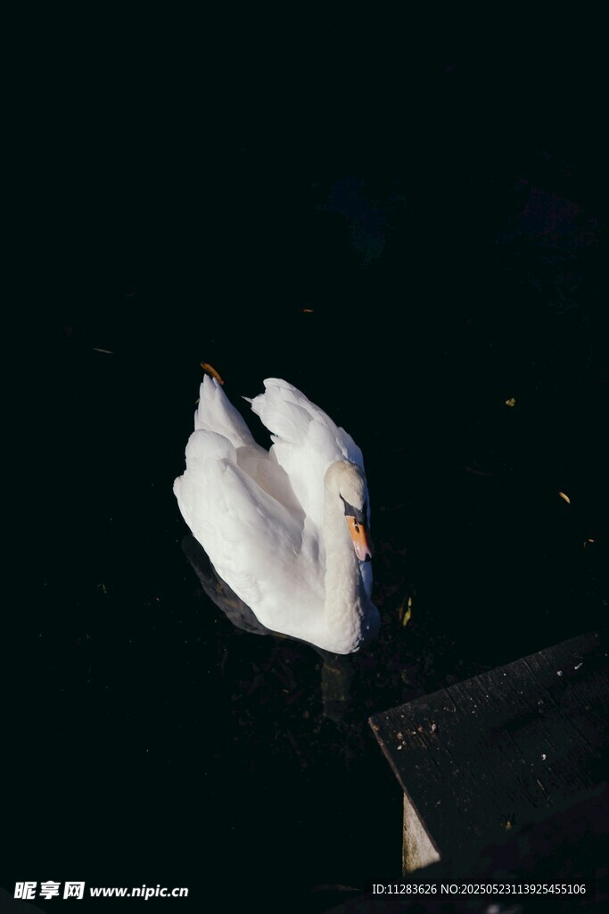 水中静卧的优雅白天鹅