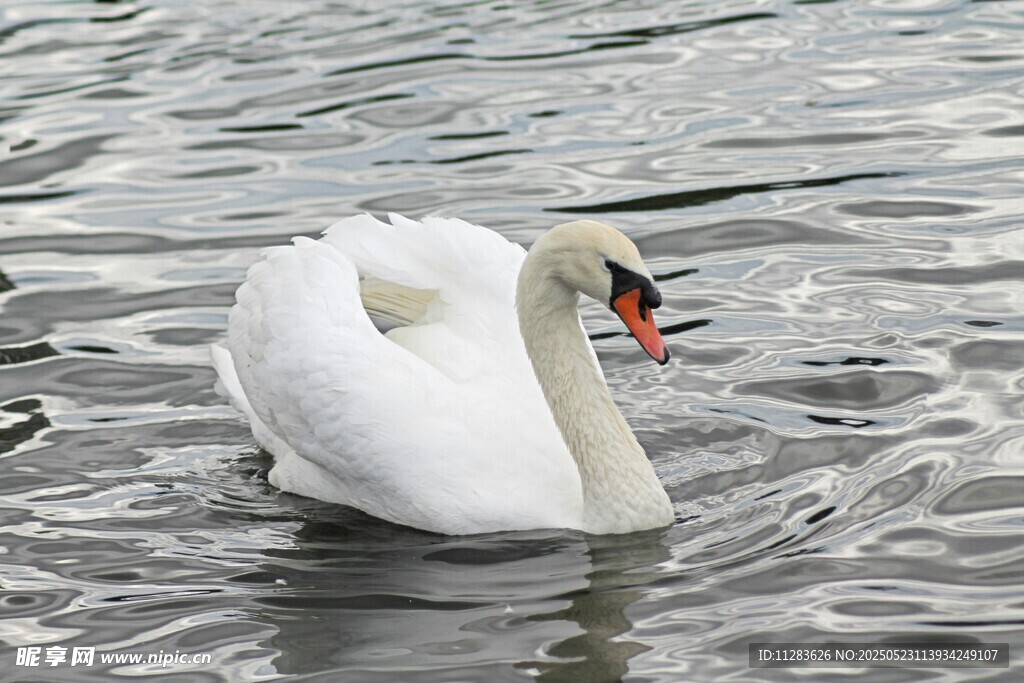 水中优雅的白天鹅
