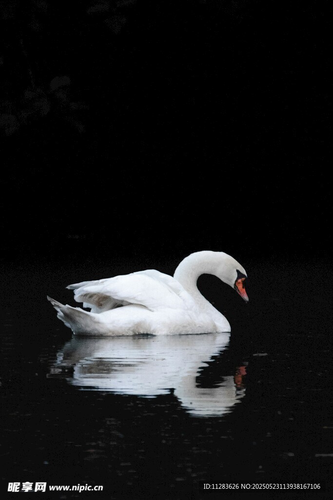 水中静卧的优雅白天鹅