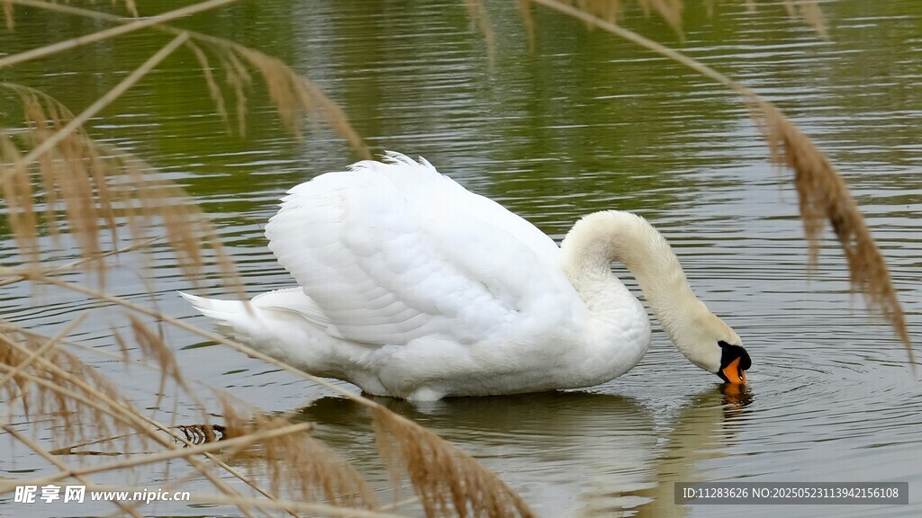 优雅天鹅水中低头觅食