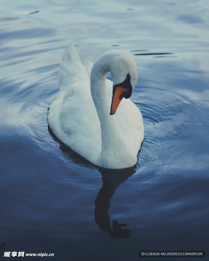 优雅天鹅于水面悠然游动