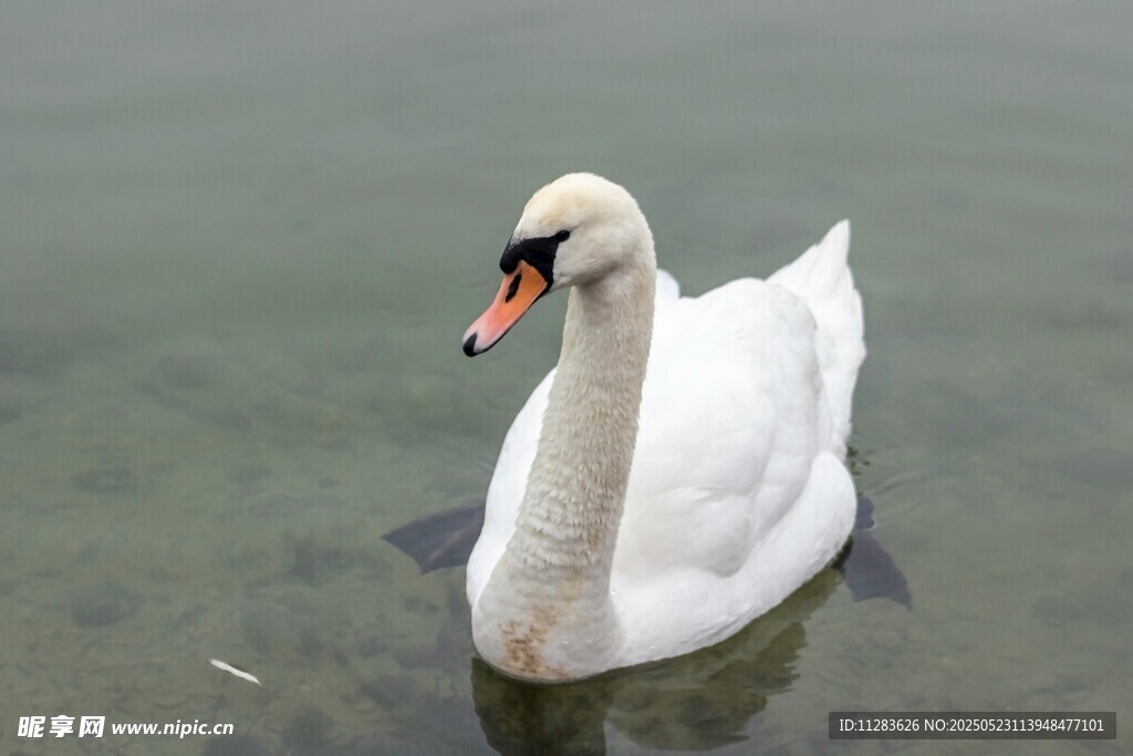 优雅天鹅水中悠然自得