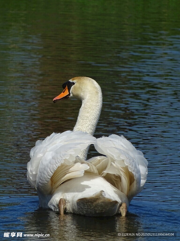 优雅天鹅水中悠然自得