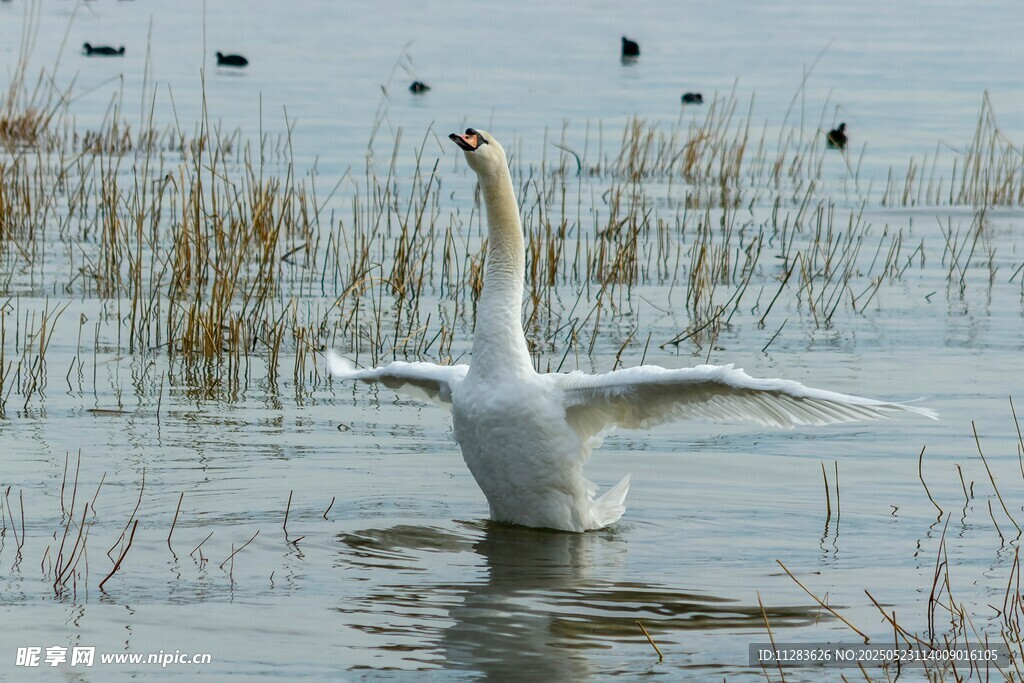 天鹅于湿地中展翅