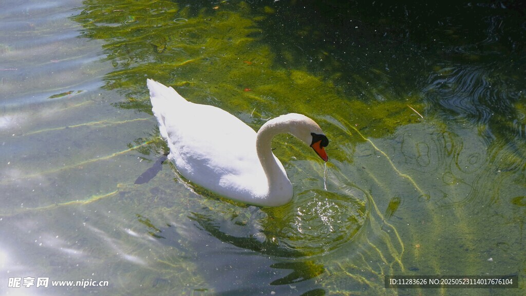 水中优雅天鹅