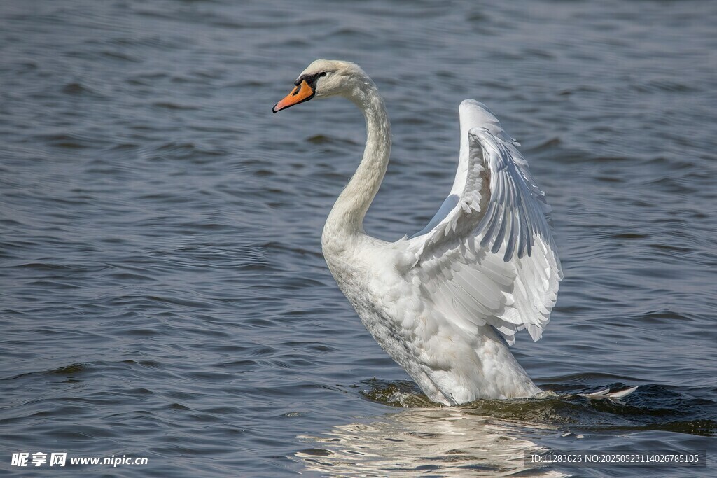 天鹅水中展翅