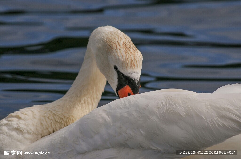 优雅天鹅水中休憩