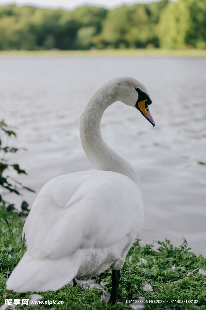 湖畔优雅天鹅休憩瞬间