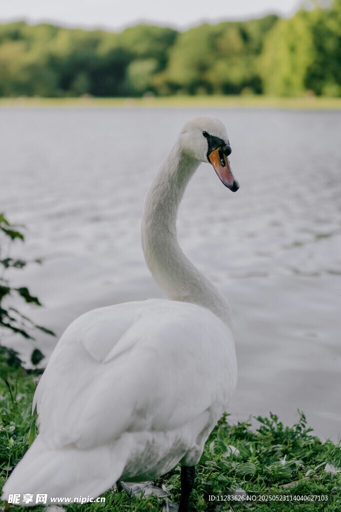 湖畔优雅天鹅