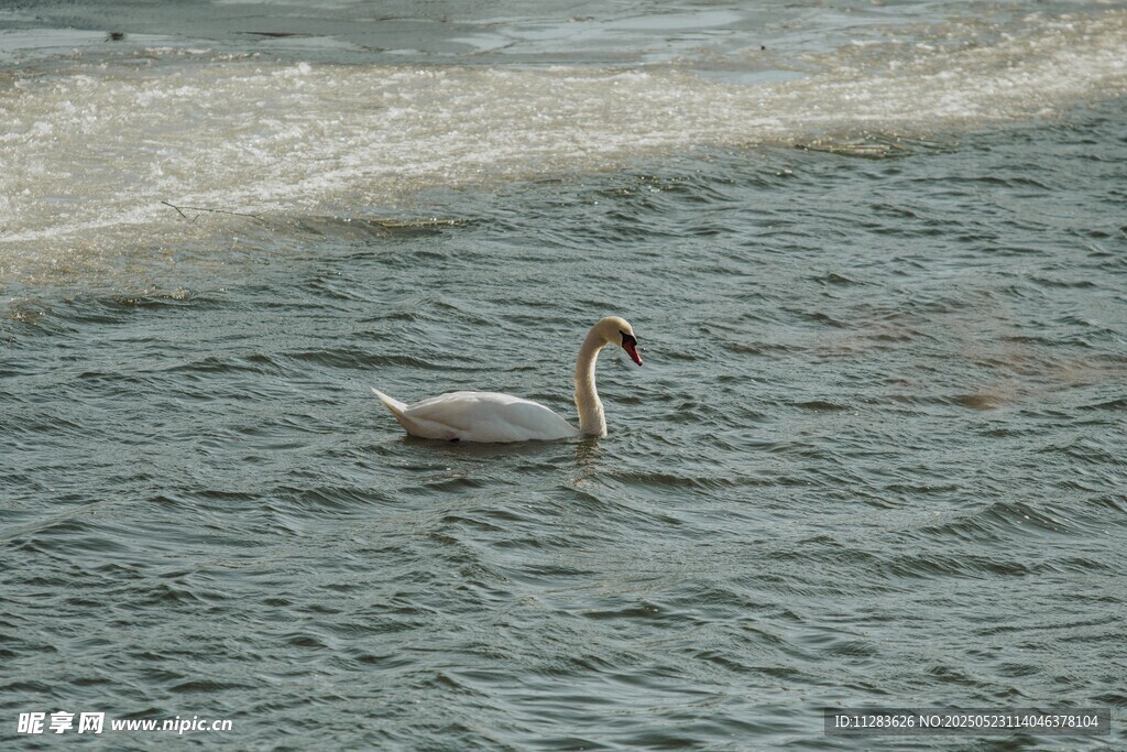 水中悠游的优雅天鹅