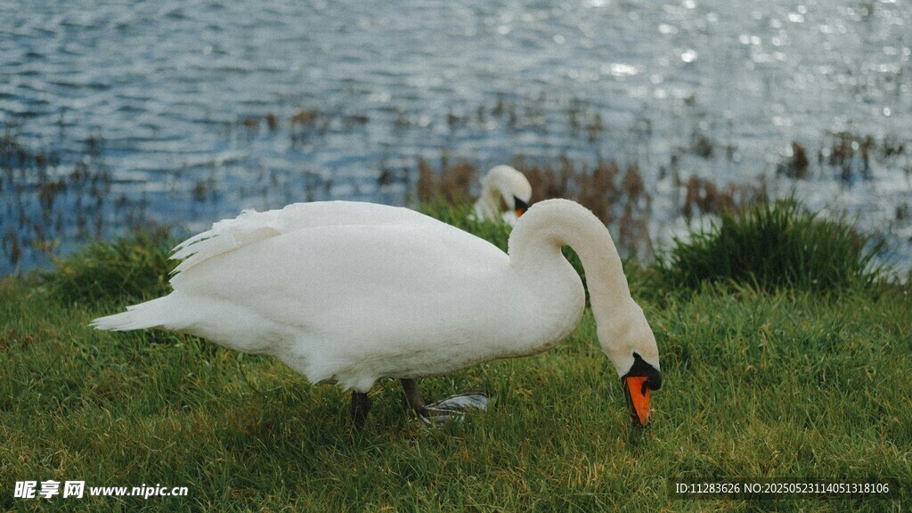 湖畔天鹅优雅觅食
