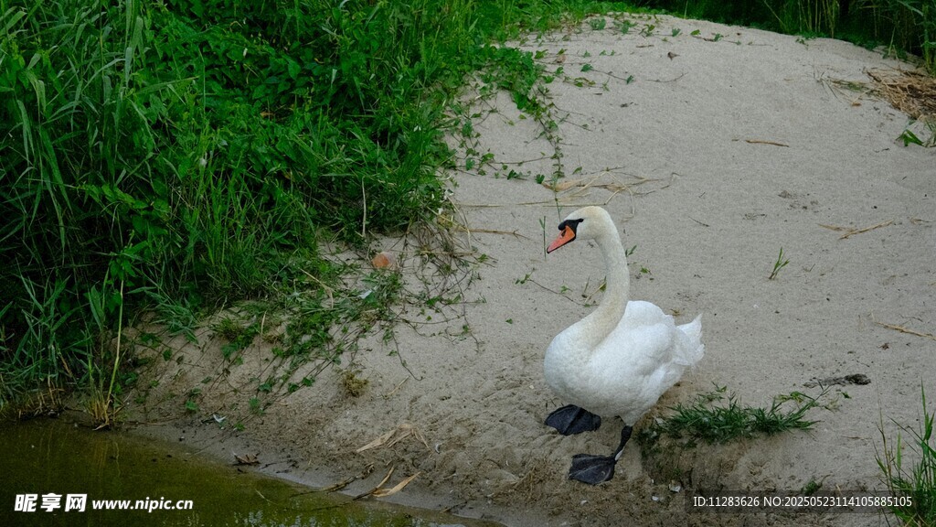岸边单只天鹅优雅伫立