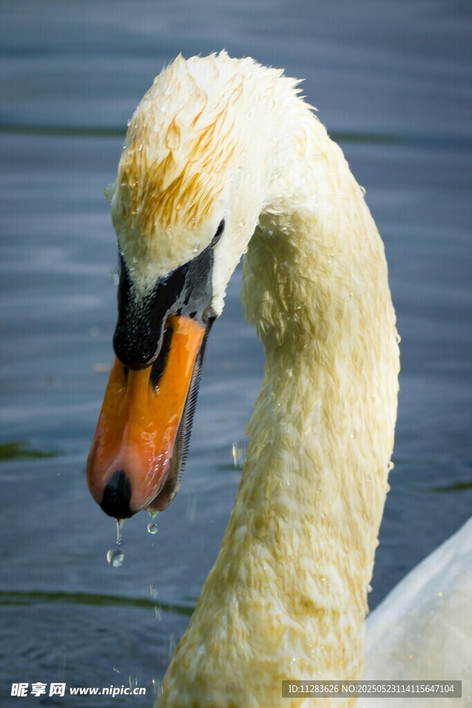 优雅天鹅特写