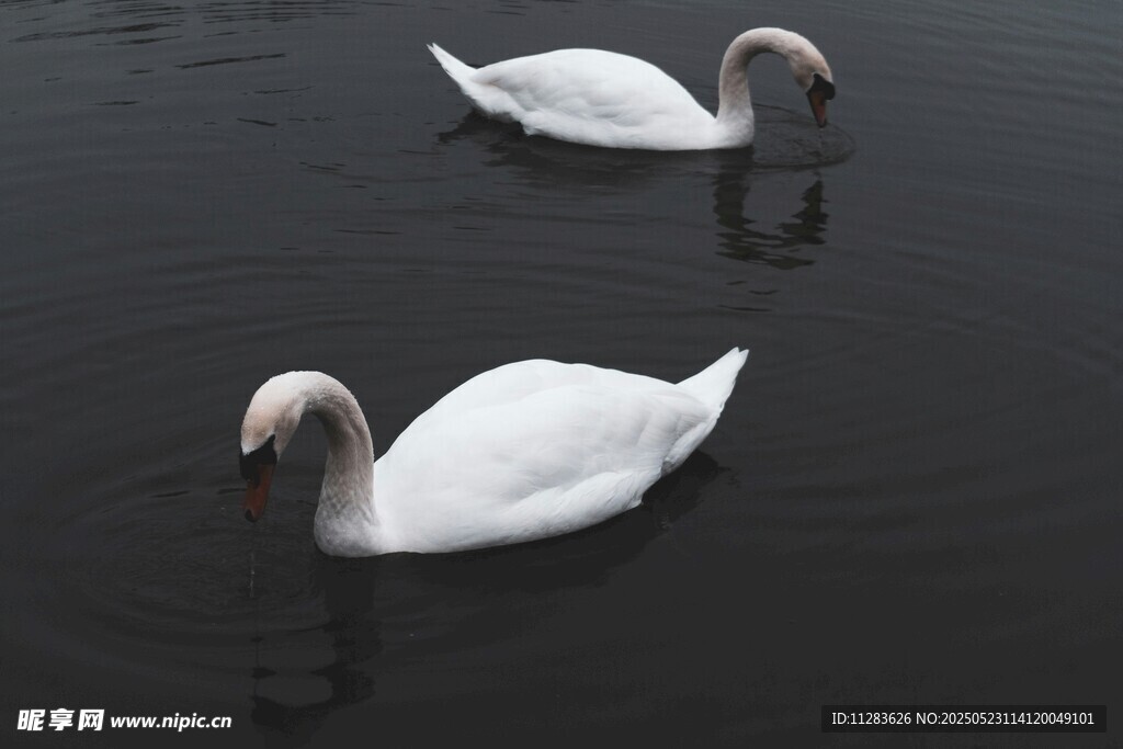 水面上的两只优雅白天鹅