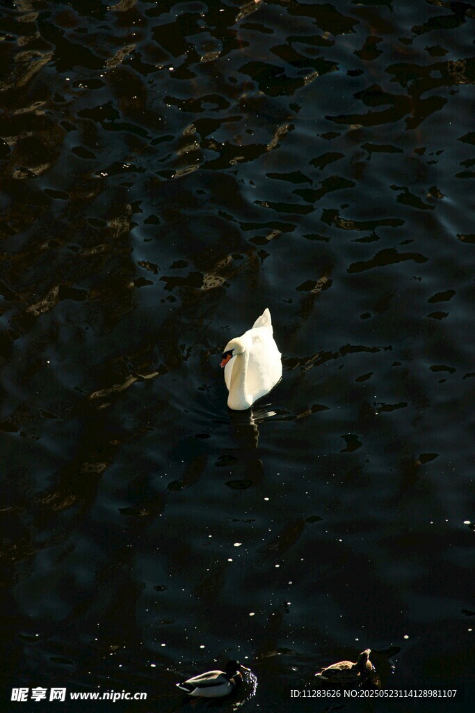 水面漂浮的白色物体