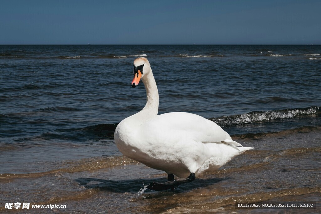 岸边优雅天鹅