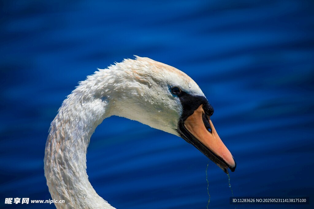 优雅天鹅特写