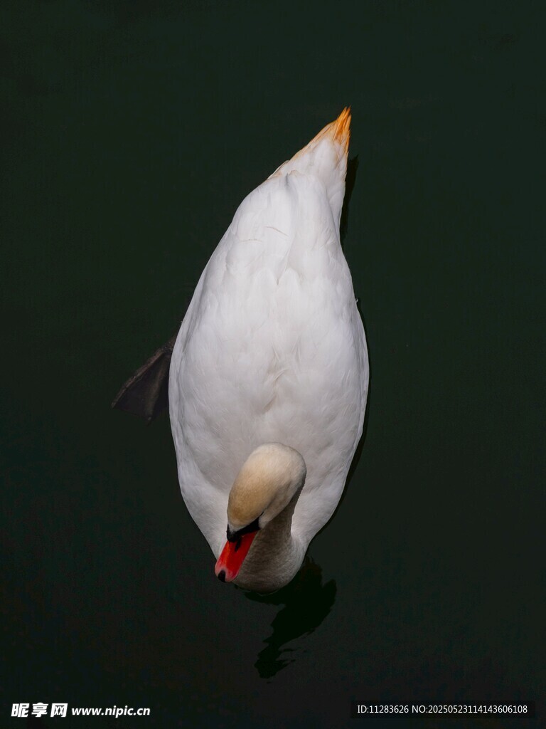 水中白鹅低头觅食