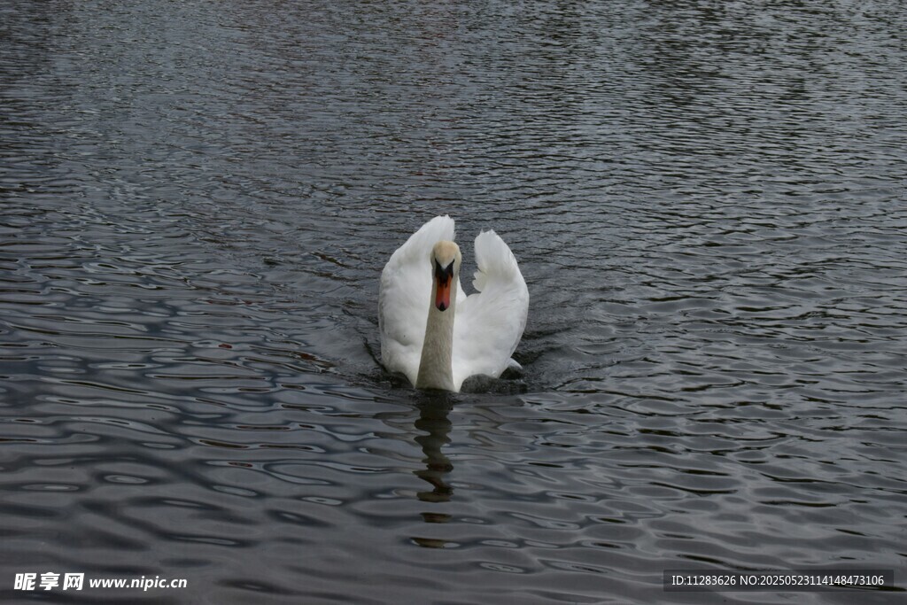 水中优雅天鹅