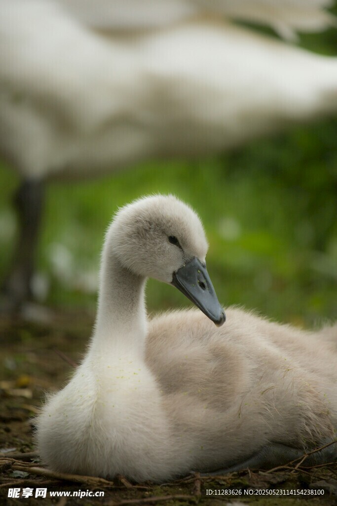 可爱小天鹅休憩