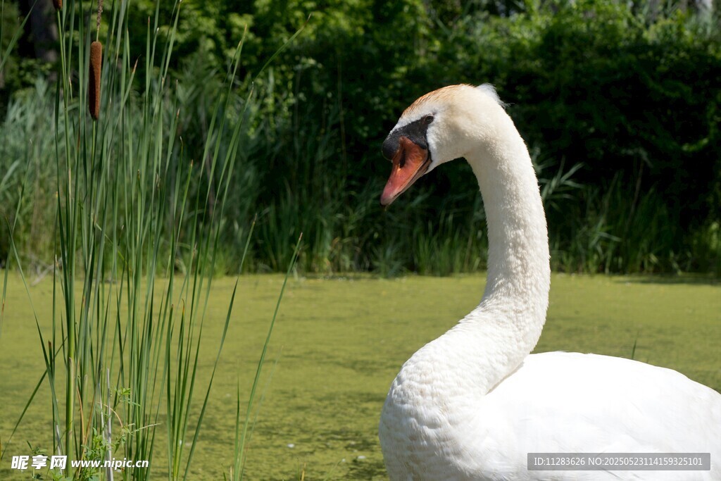 湖畔优雅天鹅
