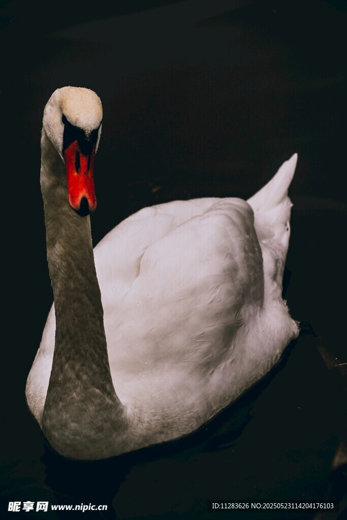 优雅白天鹅特写
