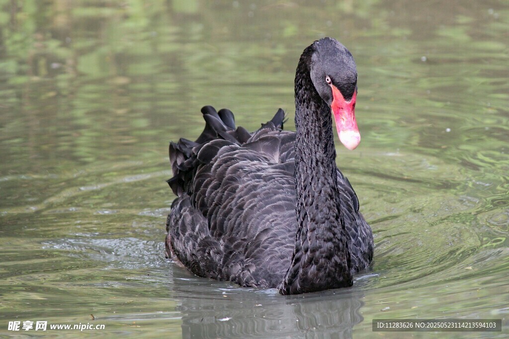 黑天鹅水中优雅游弋