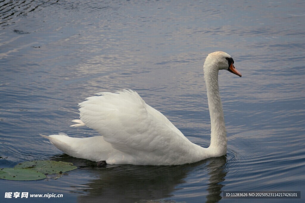 优雅天鹅水中悠然起舞