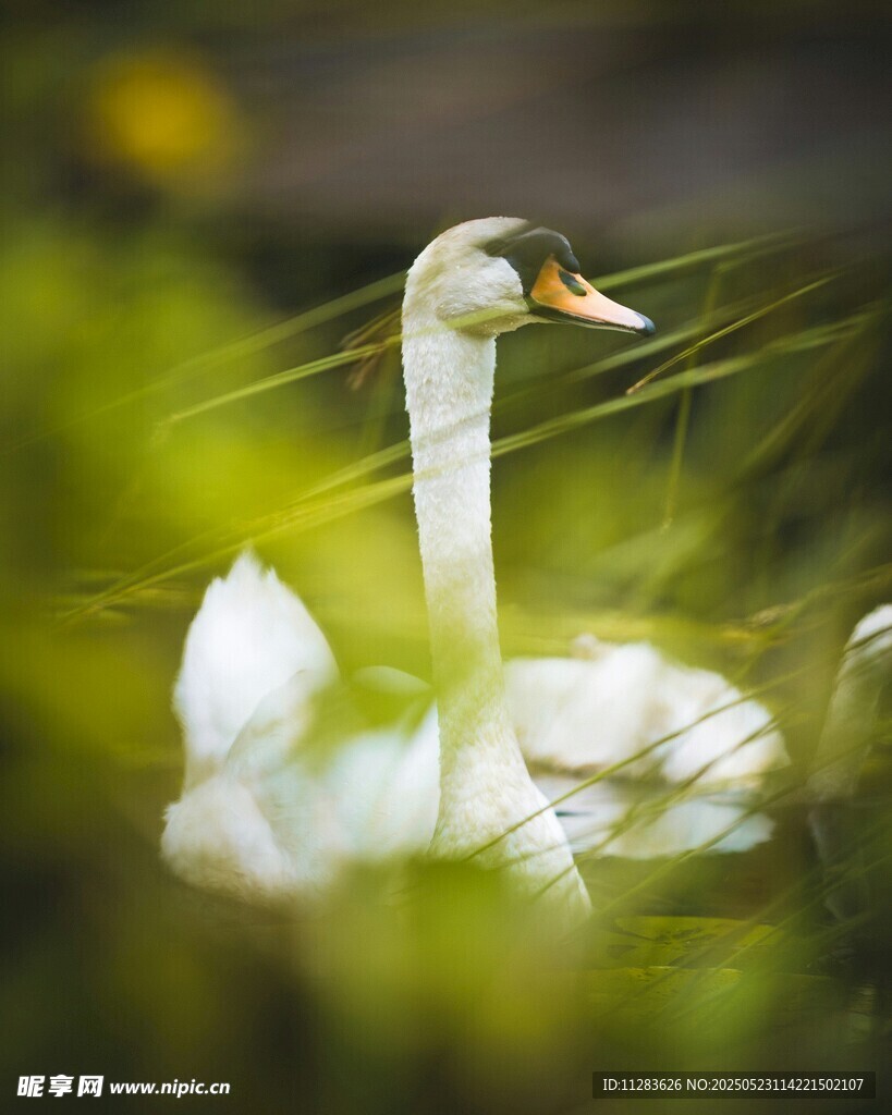 水中优雅天鹅