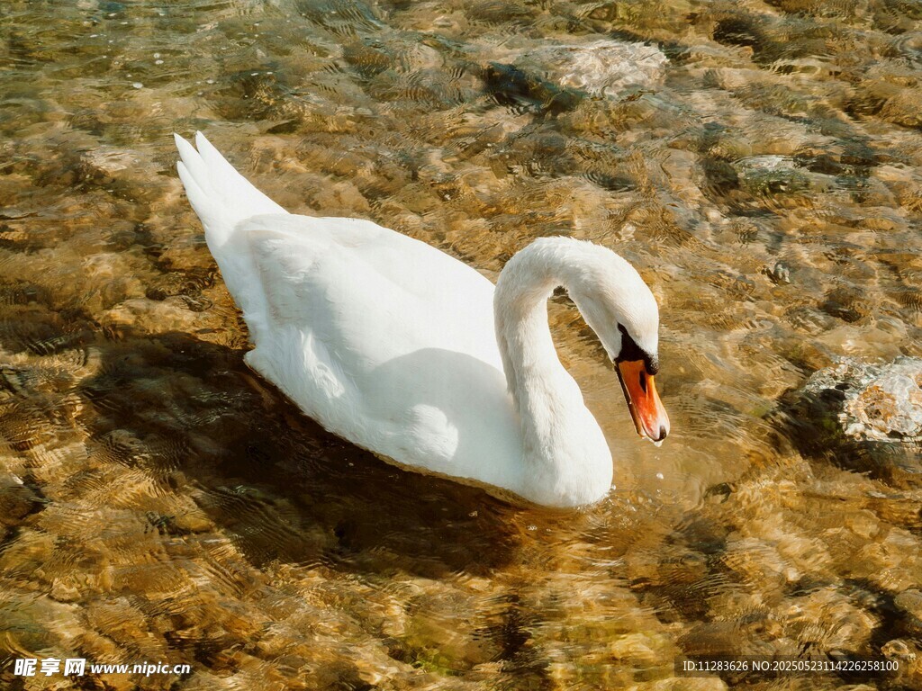 水中优雅天鹅