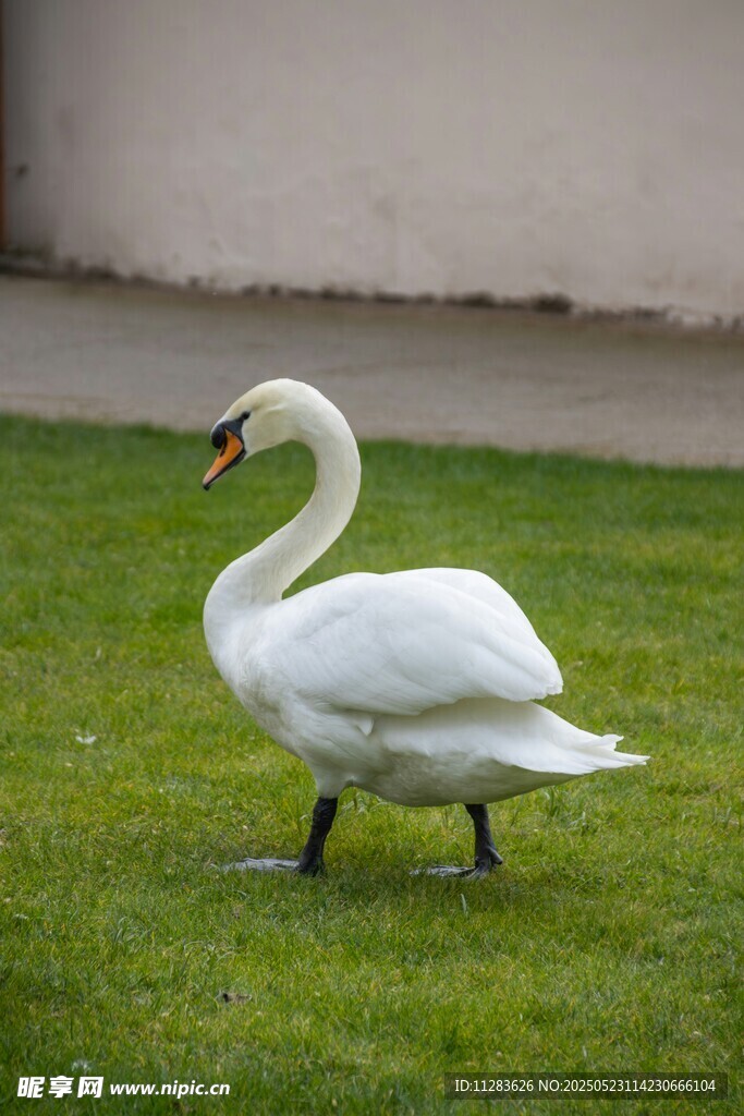 草地上的优雅白天鹅