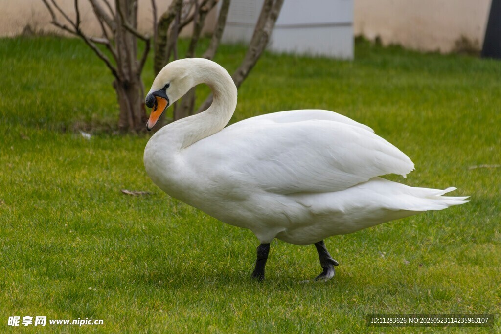 草地上优雅的白天鹅