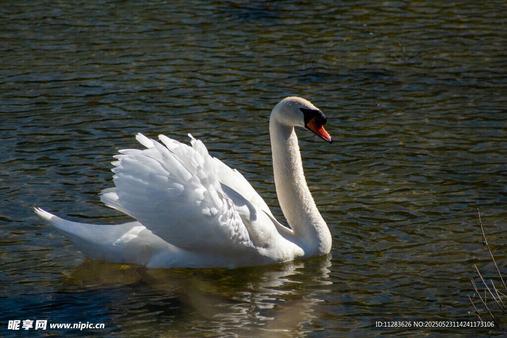 优雅天鹅水中悠然游弋