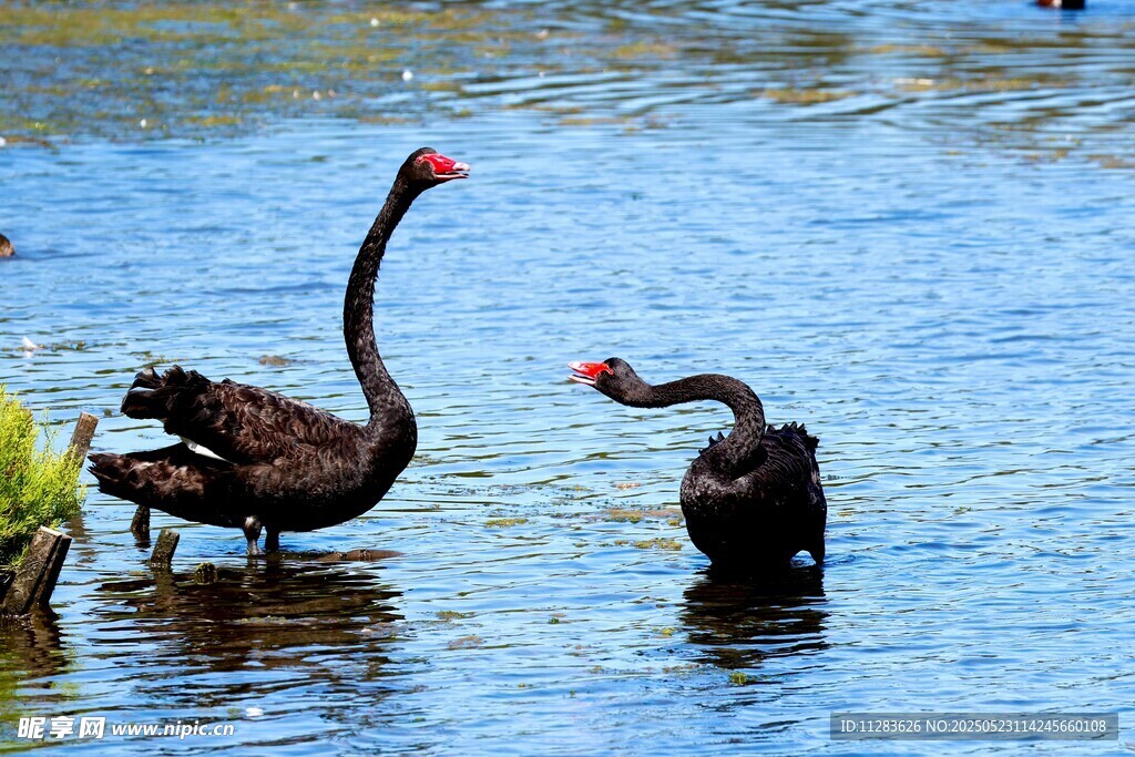 水中黑天鹅亲昵互动