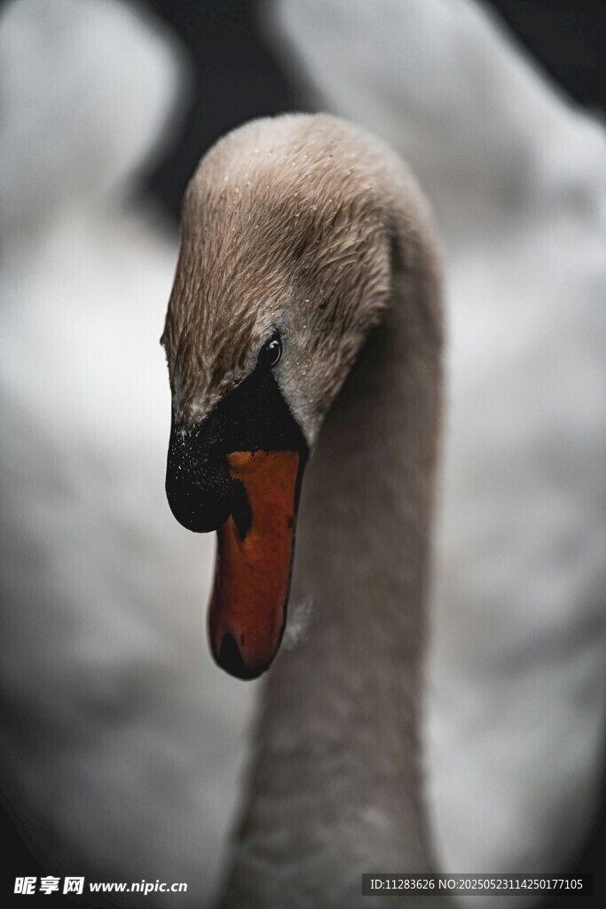 优雅天鹅的头部瞬间