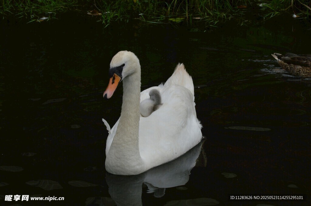 优雅天鹅水中悠然游弋